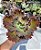 BUXTHEIDE- Planta Suculenta Gibbiflora para Jardim - Imagem 8