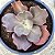 BUXTHEIDE- Planta Suculenta Gibbiflora para Jardim - Imagem 9