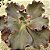 BUXTHEIDE- Planta Suculenta Gibbiflora para Jardim - Imagem 14