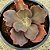 BUXTHEIDE- Planta Suculenta Gibbiflora para Jardim - Imagem 10
