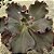 BUXTHEIDE- Planta Suculenta Gibbiflora para Jardim - Imagem 12
