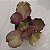 BLUSH- Planta Suculenta Gibbiflora para Jardim - Imagem 2