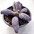 B003 - Suculenta Gibbiflora - Imagem 1
