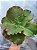 A.WALKER IMPORTADA- Planta Suculenta Gibbiflora para Jardim - Imagem 3