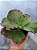 A.WALKER IMPORTADA- Planta Suculenta Gibbiflora para Jardim - Imagem 2