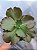 A.WALKER IMPORTADA- Planta Suculenta Gibbiflora para Jardim - Imagem 4