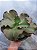 A.WALKER IMPORTADA- Planta Suculenta Gibbiflora para Jardim - Imagem 5