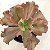 ARBATE- Planta Suculenta Gibbiflora para Jardim - Imagem 2