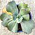 LEIPZIGER LIEBE - Suculenta gibbiflora para jardim - Imagem 2