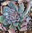 SAGITA- Planta Suculenta para Jardim - Imagem 5
