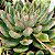 SAGITA- Planta Suculenta para Jardim - Imagem 2