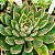 SAGITA- Planta Suculenta para Jardim - Imagem 1