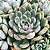 SAGITA- Planta Suculenta para Jardim - Imagem 4