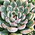 SAGITA- Planta Suculenta para Jardim - Imagem 3