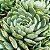 NORMA- Planta Suculenta para Jardim - Imagem 2