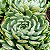 NORMA- Planta Suculenta para Jardim - Imagem 1