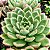 CREMERIA SEROSE- Planta Suculenta para Jardim - Imagem 1