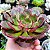 RAUBER- Planta Suculenta para Jardim - Imagem 2