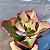 FIGARO- Planta Suculenta Gibbiflora para Jardim - Imagem 4