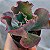 KRAUS- Planta Suculenta Gibbiflora para Jardim - Imagem 2