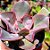 AQUILA- Planta Suculenta Gibbiflora para Jardim - Imagem 3