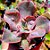 AQUILA- Planta Suculenta Gibbiflora para Jardim - Imagem 4