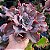 AQUILA- Planta Suculenta Gibbiflora para Jardim - Imagem 1