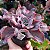 AQUILA- Planta Suculenta Gibbiflora para Jardim - Imagem 2
