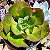 ALIGATOR - Suculenta gibbiflora - Imagem 2