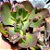 QUARTZ- Planta Suculenta Gibbiflora para Jardim - Imagem 2