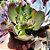 QUARTZ- Planta Suculenta Gibbiflora para Jardim - Imagem 3