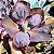 BIG CAT- Planta Suculenta Gibbiflora para Jardim - Imagem 1