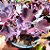 LAVANDER FRILLS - Suculenta Gibbiflora - Imagem 2