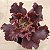 VIA LÁCTEA -Suculenta Gibbiflora - Imagem 7