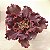 VIA LÁCTEA -Suculenta Gibbiflora - Imagem 5