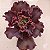 VIA LÁCTEA -Suculenta Gibbiflora - Imagem 8