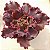 VIA LÁCTEA -Suculenta Gibbiflora - Imagem 6