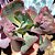 DUENDE- Planta Suculenta Gibbiflora para Jardim - Imagem 3