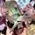 DUENDE- Planta Suculenta Gibbiflora para Jardim - Imagem 4