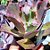 PAY DACING - Suculenta Gibbiflora - Imagem 2
