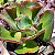 SYRENE - Suculenta Gibbiflora - Imagem 2
