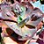 KOA - Suculenta Gibbiflora - Imagem 2