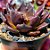 SUPER BOLL - Planta Suculenta Gibbiflora para Jardim - Imagem 3