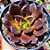 SUPER BOLL - Planta Suculenta Gibbiflora para Jardim - Imagem 2