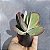 KALANCHOE THYRSIFLORA (Orelha de Elefante) - Arvoreta - Imagem 6