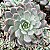 AGUITA ROSE - Suculenta compacta - Imagem 4