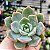 AGUITA ROSE - Suculenta compacta - Imagem 6
