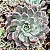 AGUITA ROSE - Suculenta compacta - Imagem 5