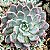 AGUITA ROSE - Suculenta compacta - Imagem 3
