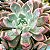 AGUITA ROSE - Suculenta compacta - Imagem 1